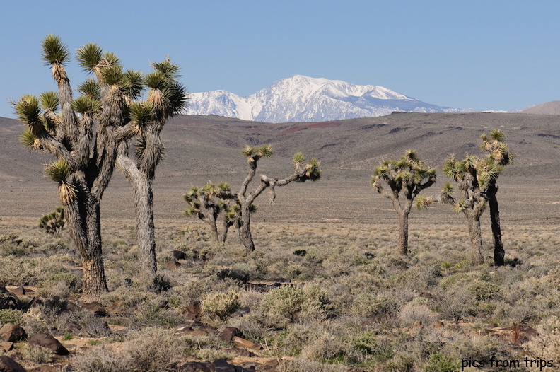 joshua trees _amp_ snowy peaks2010d12c044.jpg